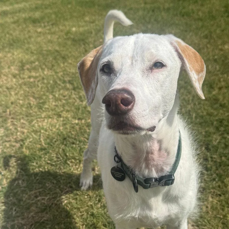 Toby Vii thumbnail 3