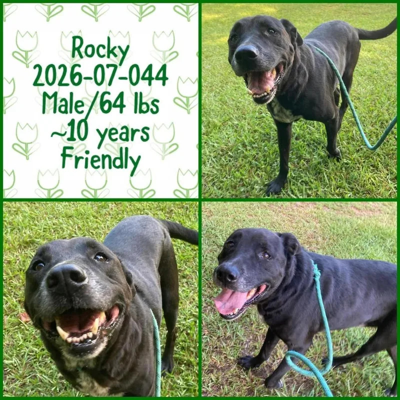 A senior medium-sized male Labrador Retriever dog named Rocky for adoption in Winder, GA