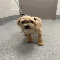 A senior small-sized female Maltese dog named Betsy for adoption in Indianapolis, IN