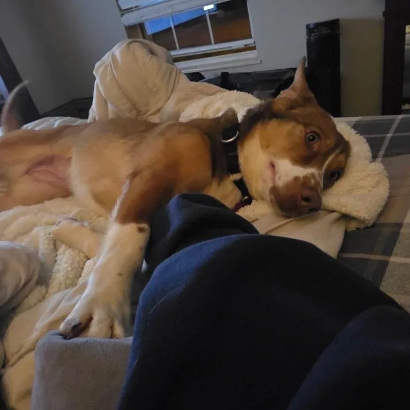 Nutmeg
