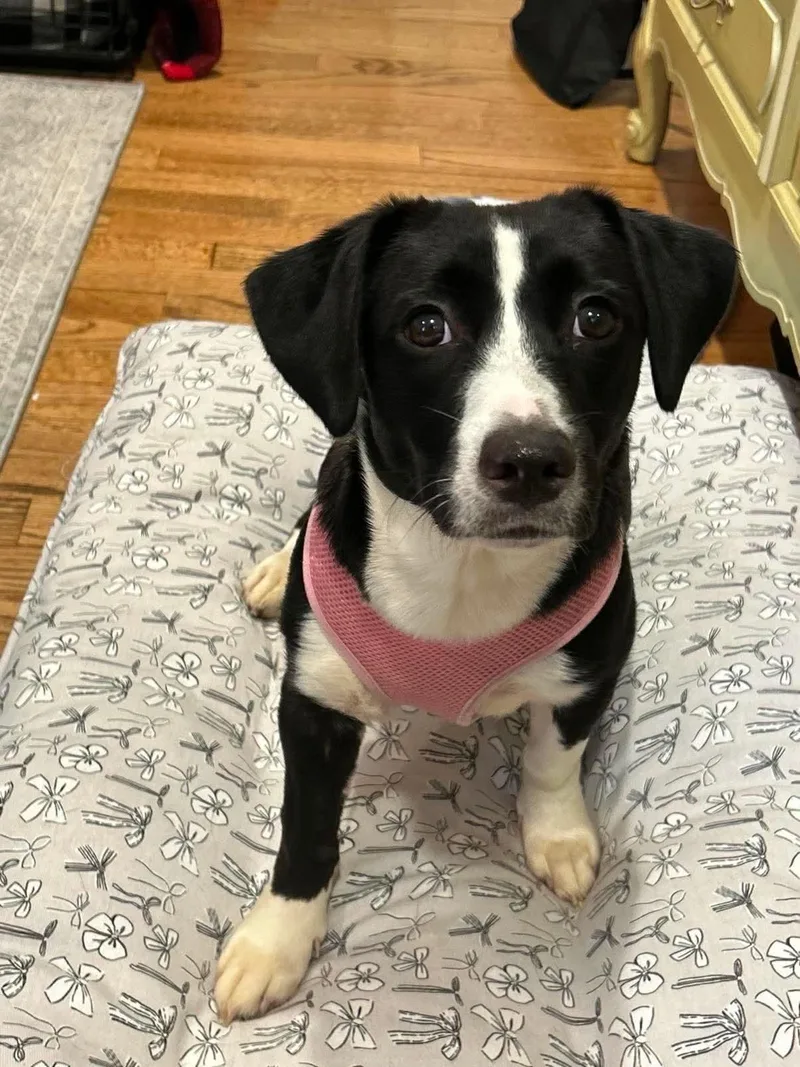 A young small-sized female English Springer Spaniel dog named Oreo for adoption in Westwood, NJ