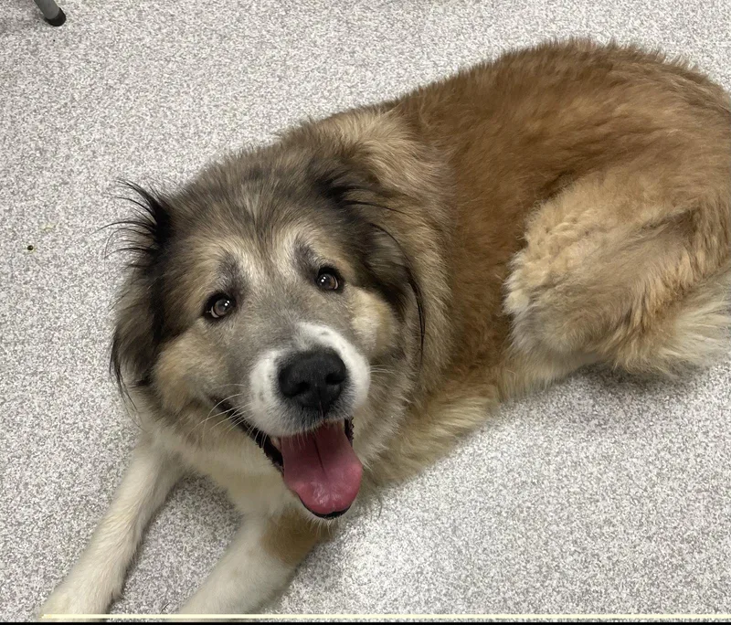 An adult medium-sized female Great Pyrenees dog named Poptart for adoption in Lancaster, PA