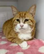 An adult small-sized female Domestic Short Hair cat named Nicole for adoption in Phoenix, AZ