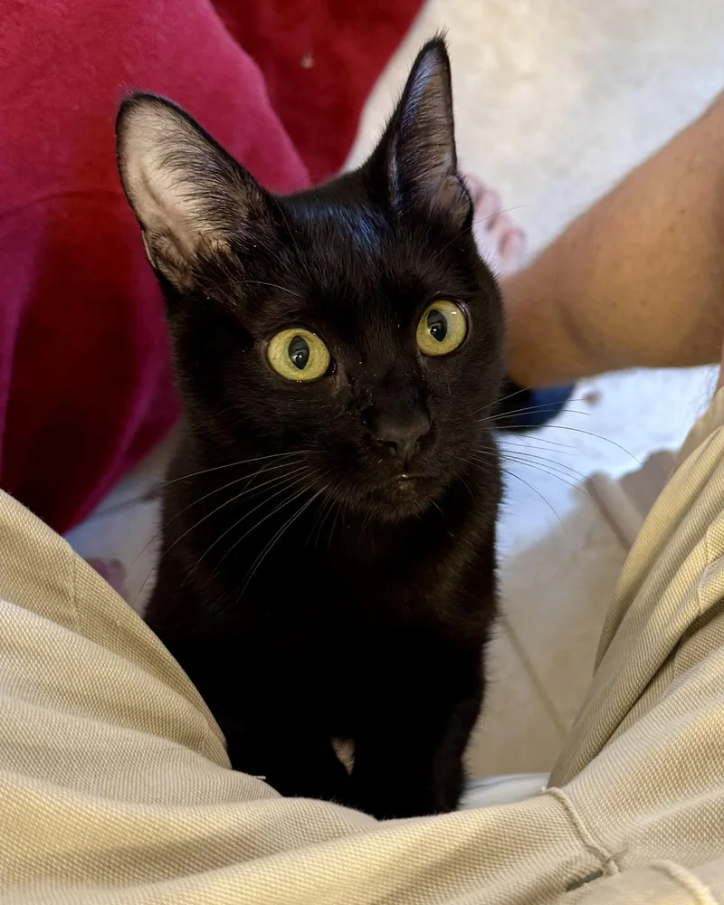 A young medium-sized male Black Domestic Short Hair cat named Pancake for adoption in Saint Cloud, FL