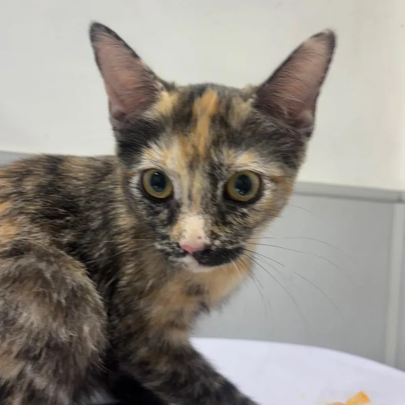 A baby small-sized female Black Domestic Short Hair cat named Sheila for adoption in Tampa, FL