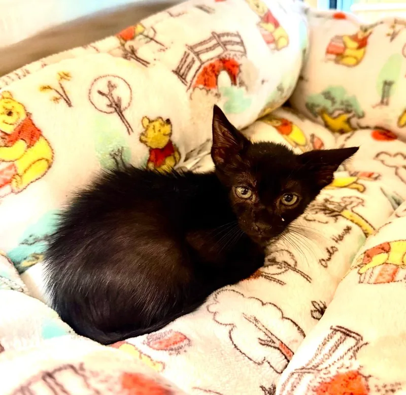 A baby small-sized male Domestic Short Hair cat named Jagger for adoption in Seguin, TX
