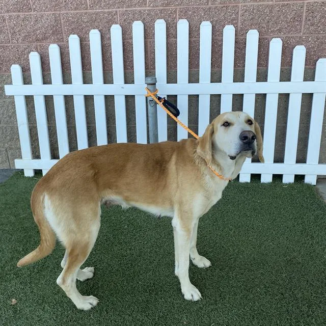An adult large-sized female Bloodhound dog named Chanel for adoption in Modesto, CA