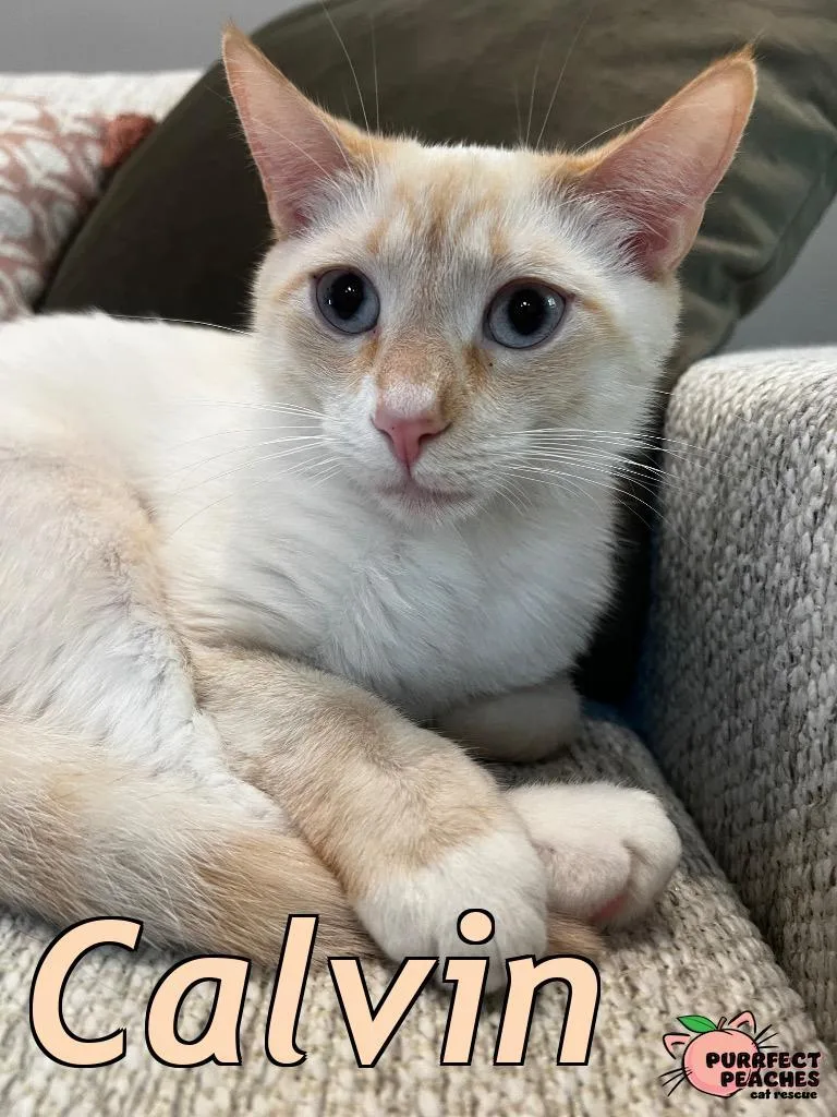 A young medium-sized male Domestic Short Hair cat named Calvin for adoption in Douglasville, GA