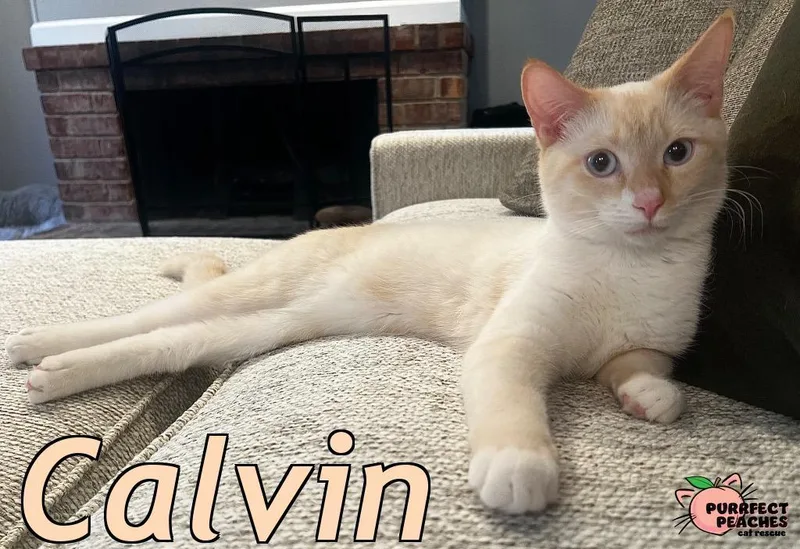 Calvin thumbnail 2