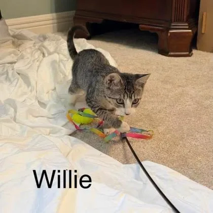 A young small-sized male Domestic Short Hair cat named Willie for adoption in River Ridge, LA