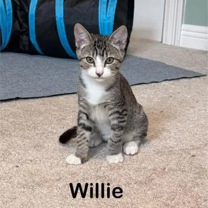 Willie thumbnail 2
