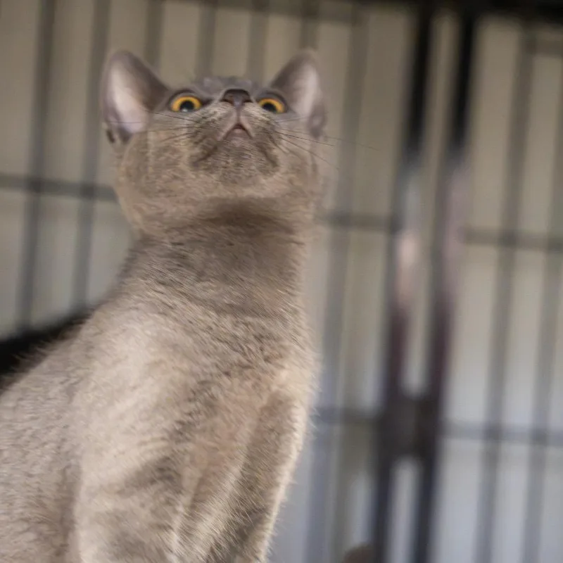 A baby small-sized male Gray / Blue / Silver Domestic Short Hair cat named Muffin for adoption in Pawling, NY