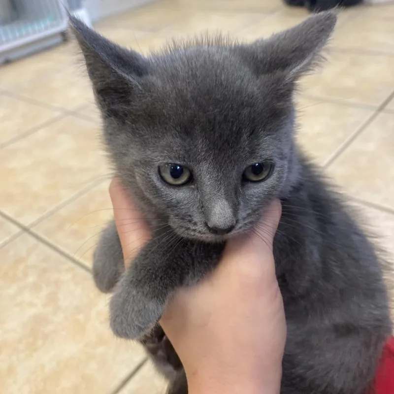 Muffin thumbnail 4