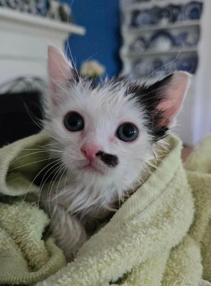 A baby medium-sized female Black & White / Tuxedo Domestic Short Hair cat named Tallulah for adoption in La Canada, CA