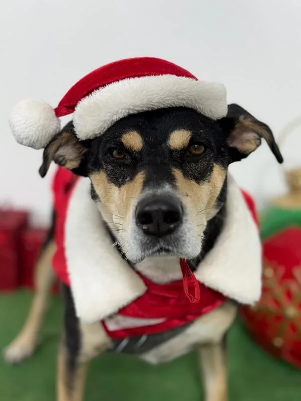 A young large-sized female Tricolor (Brown, Black, & White) German Pinscher dog named Maya for adoption in Carlsbad, CA