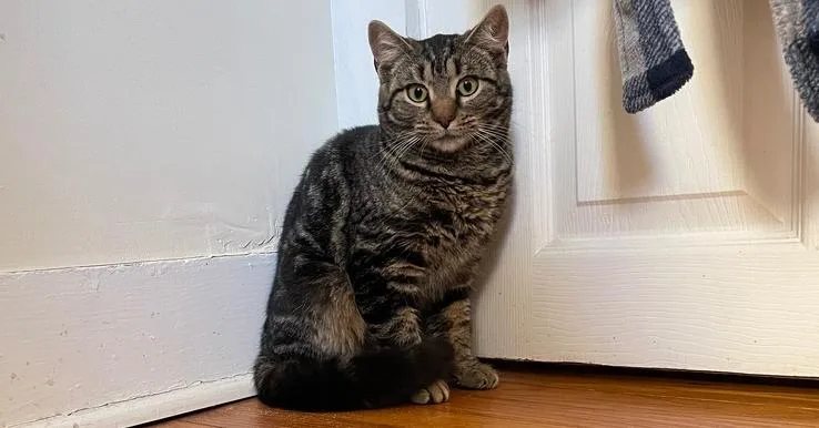 A young small-sized female Brown / Chocolate Domestic Short Hair cat named Walnut for adoption in Olyphant, PA