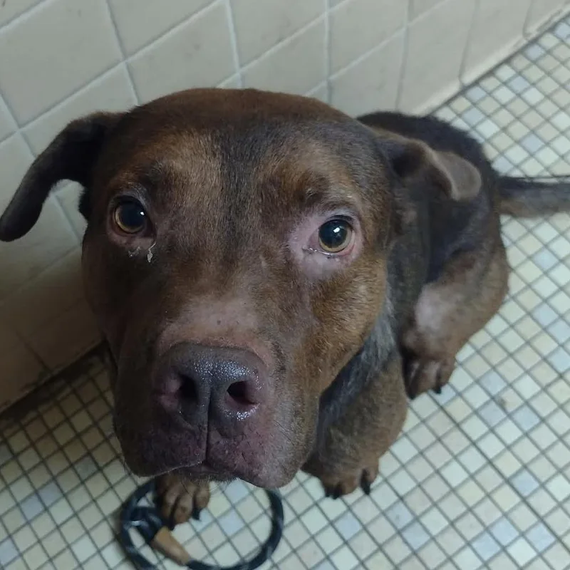 An adult small-sized male Brown / Chocolate Mixed Breed dog named Tootsie Roll Stray Hold for adoption in Huntington, WV