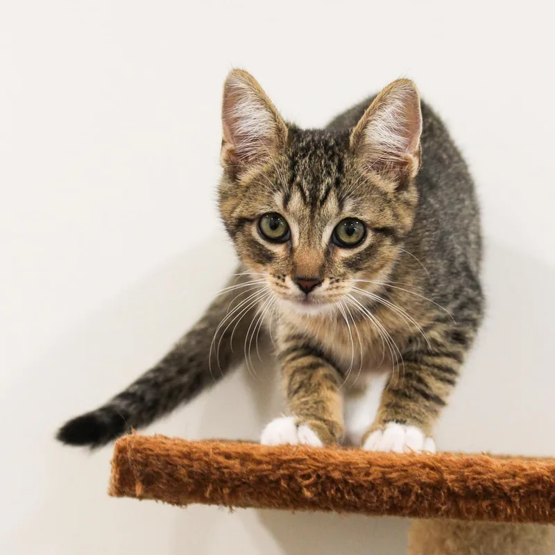 A young medium-sized male Tabby (Buff / Tan / Fawn) Domestic Short Hair cat named Broccoli for adoption in Newport Beach, CA