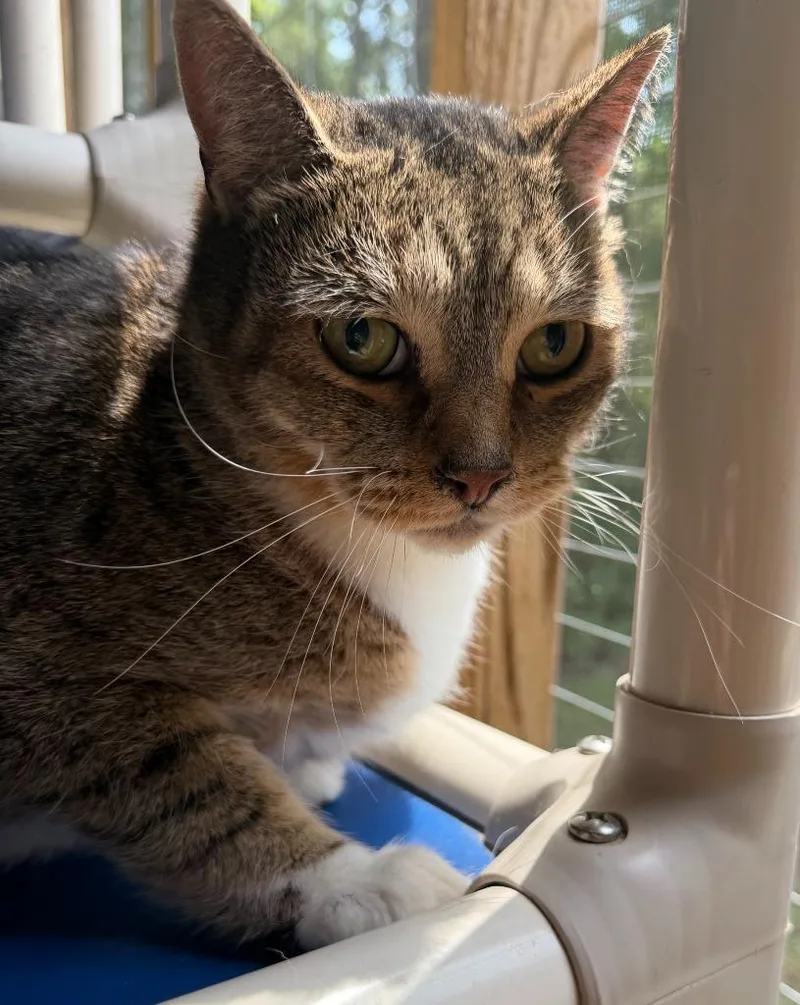 An adult medium-sized male Domestic Short Hair cat named R for adoption in Cambridge, MD