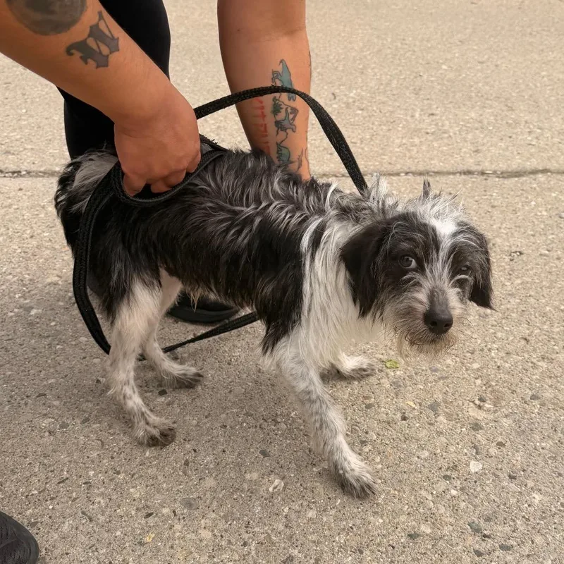 An adult small-sized male Black Wire Fox Terrier dog named David for adoption in Indianapolis, IN