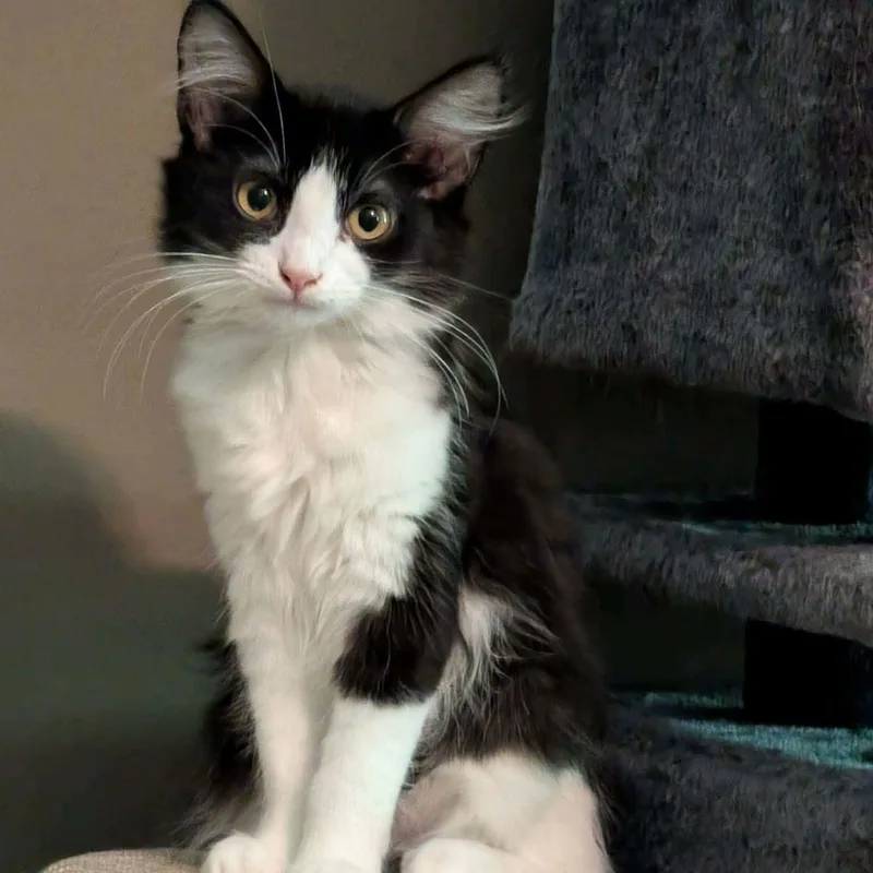 Gryffin