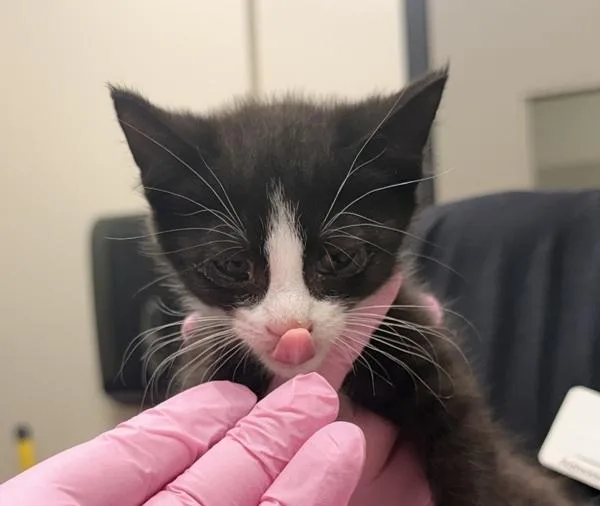 A baby small-sized male Domestic Short Hair cat named Heebie for adoption in El Cajon, CA