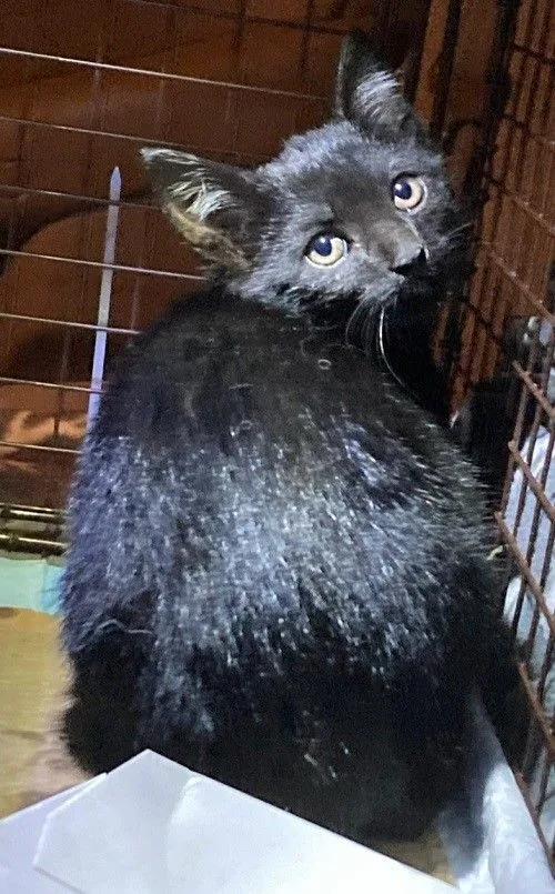 Jet And Olive thumbnail 2