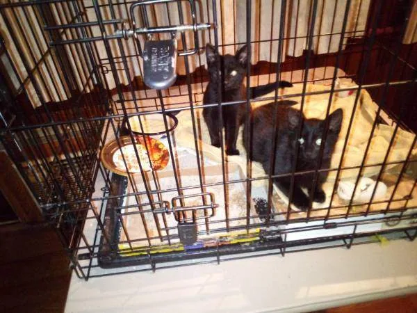 Jet And Olive thumbnail 3