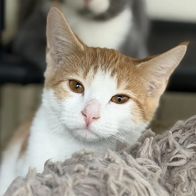A baby small-sized male Orange / Red Domestic Short Hair cat named Ninja for adoption in Gloucester, VA
