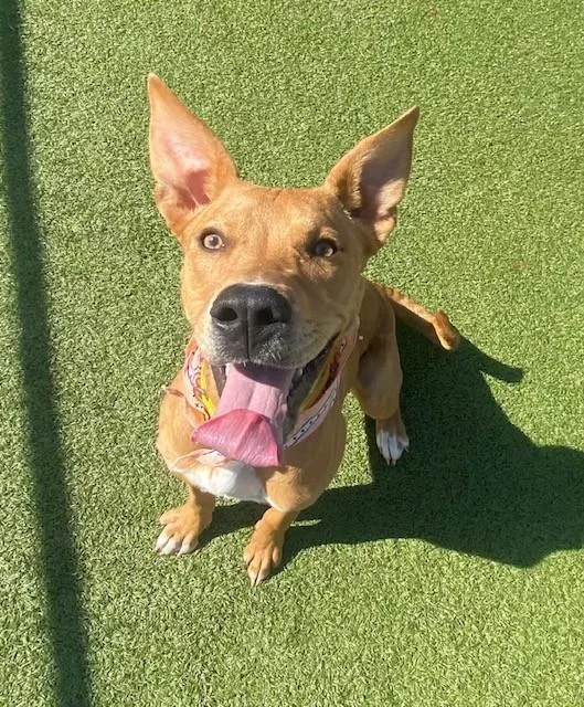 Cinnamon thumbnail 2