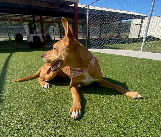 Cinnamon thumbnail 3