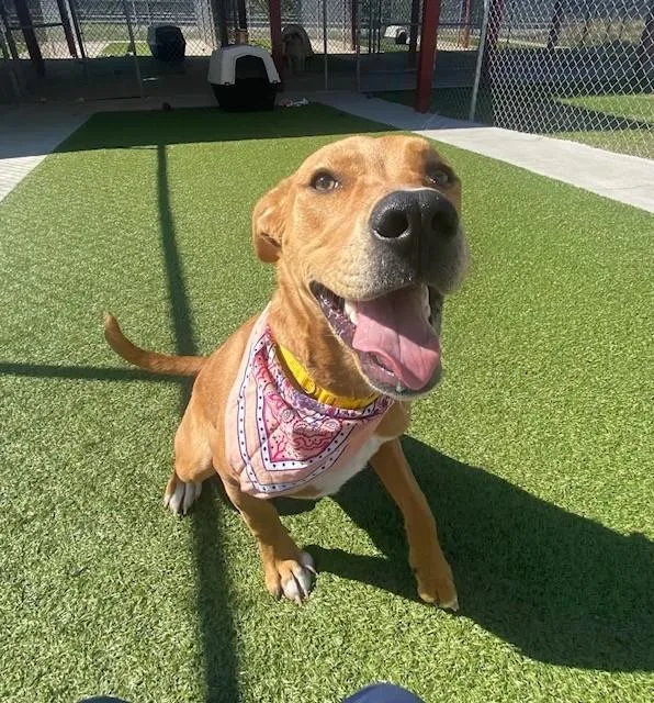 A young medium-sized female Red / Chestnut / Orange Basenji dog named Cinnamon for adoption in Fayetteville, AR