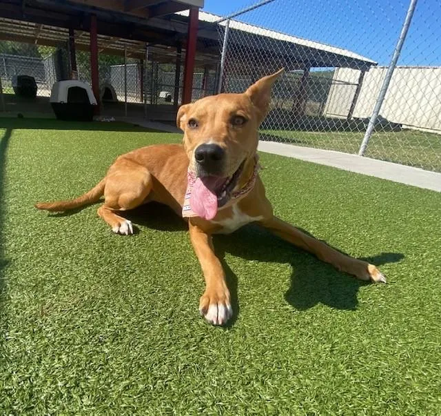 Cinnamon thumbnail 4