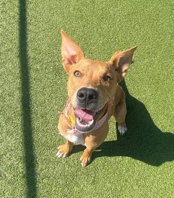 Cinnamon thumbnail 5