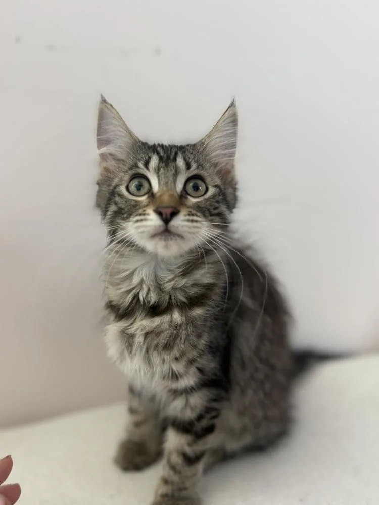 A baby small-sized female Domestic Long Hair cat named Sunny for adoption in Wheaton, IL