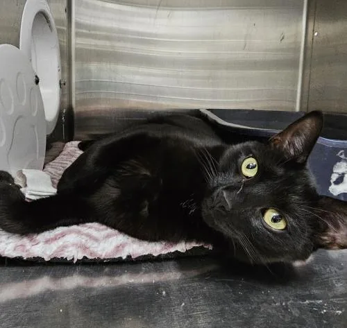 An adult large-sized male Domestic Short Hair cat named Donny and Mongo for adoption in Webster, MA