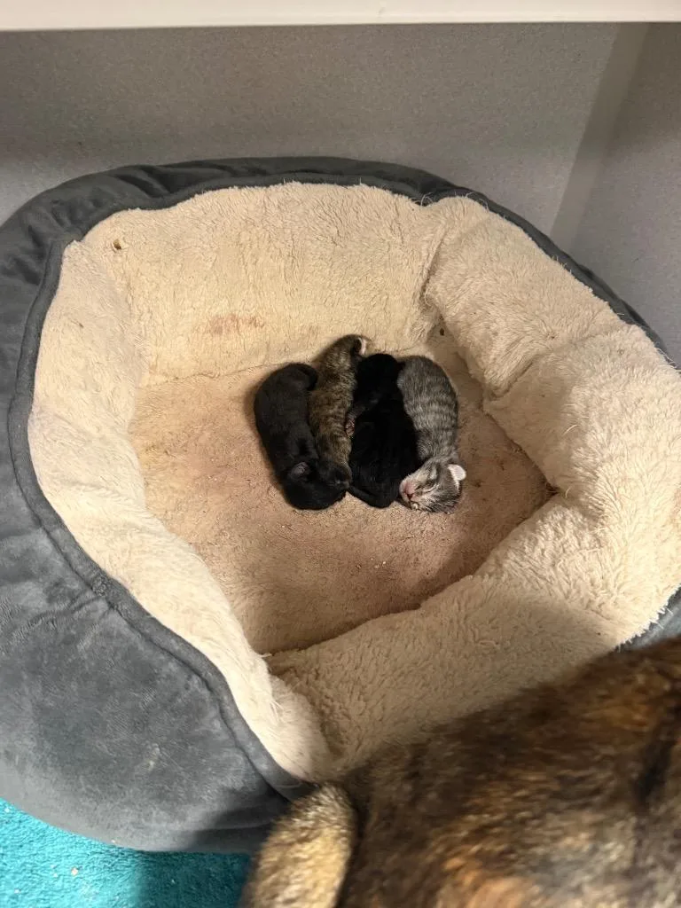 A baby small-sized female Domestic Short Hair cat named LK Shenzi for adoption in Greencastle, IN