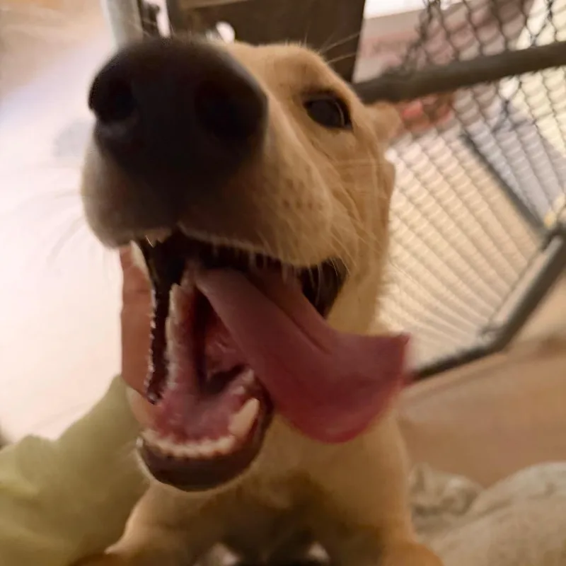 Lily thumbnail 2