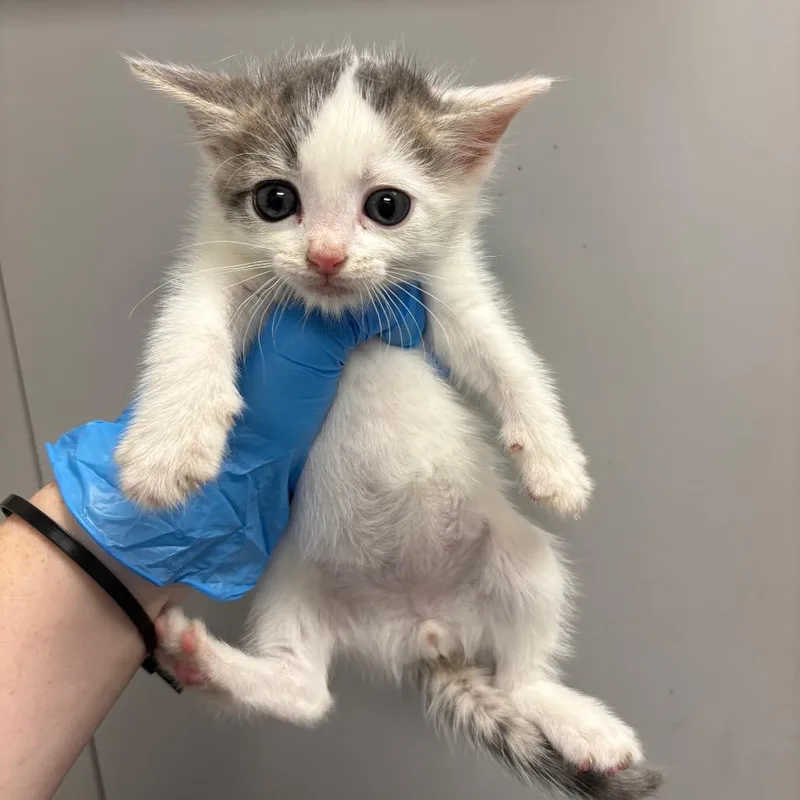 A baby small-sized male White Domestic Short Hair cat named Ditto for adoption in Columbiana, AL