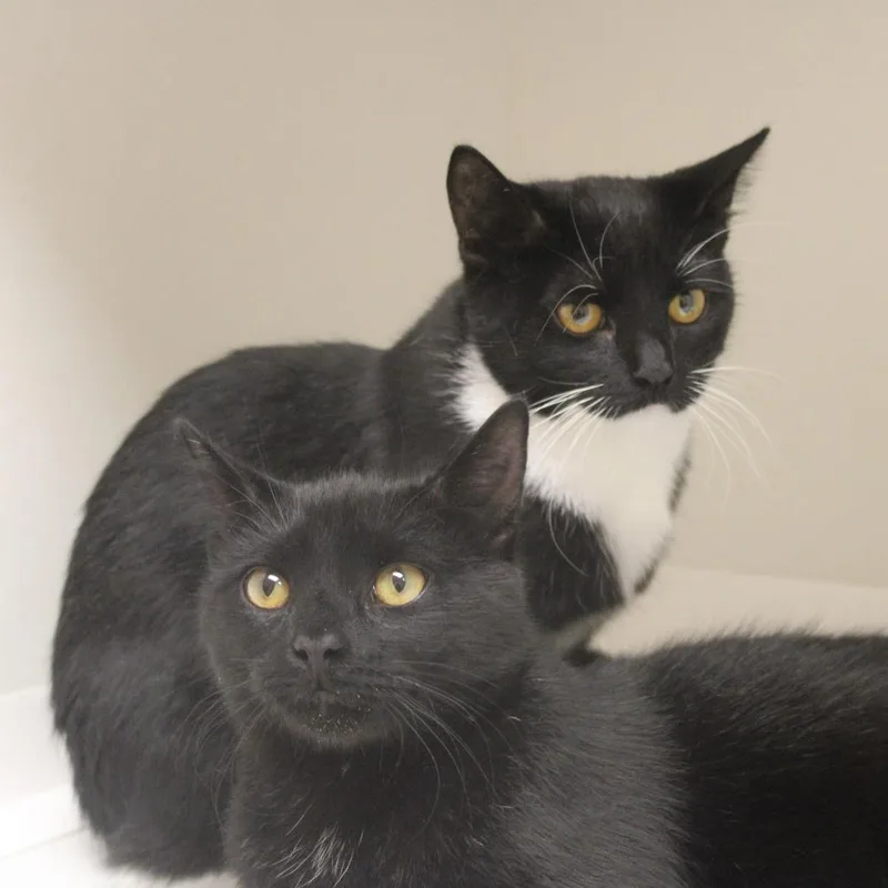 A young medium-sized male Domestic Short Hair cat named Gumboots for adoption in Champaign, IL