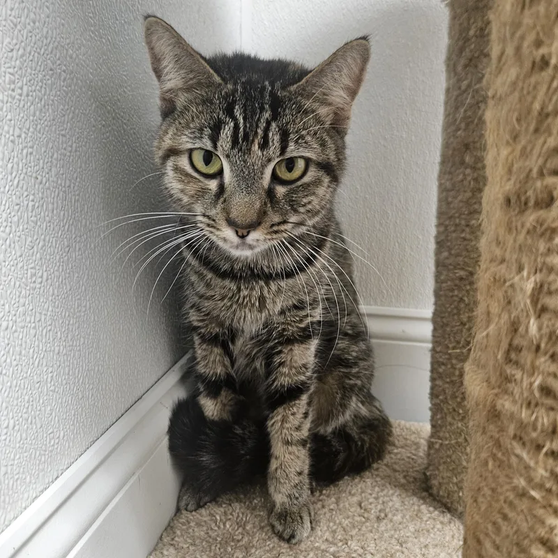 A young medium-sized female Tabby (Buff / Tan / Fawn) Domestic Short Hair cat named L'il Kim for adoption in Fall River, MA