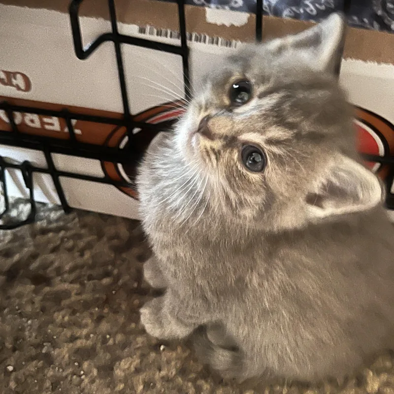A baby medium-sized female Gray & White Domestic Short Hair cat named Wilma for adoption in Morgantown, WV
