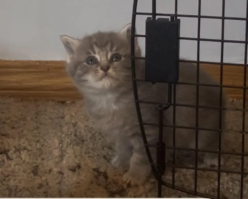 Wilma thumbnail 2