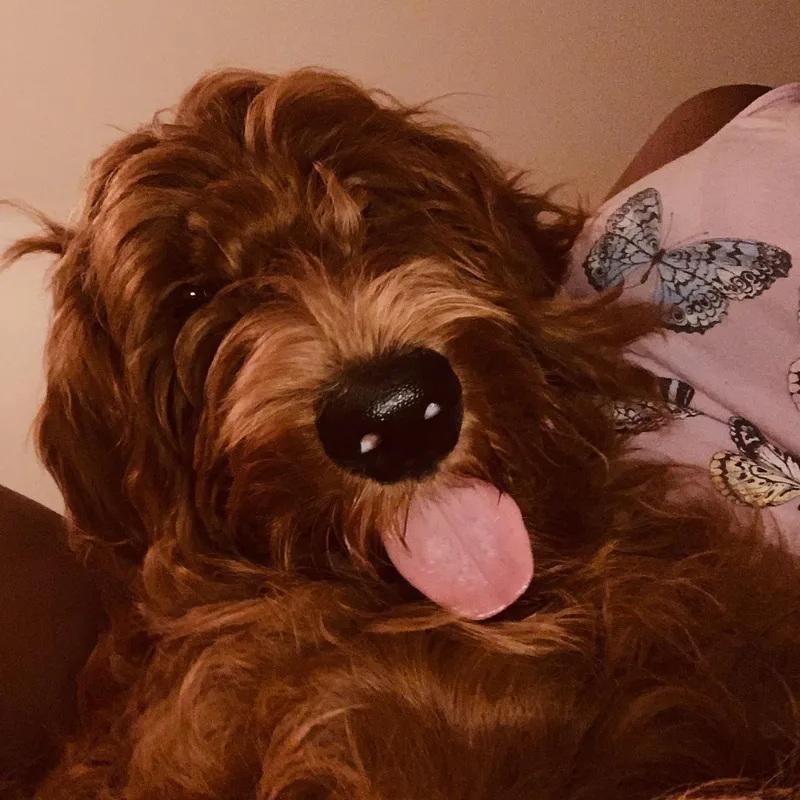 An adult large-sized male Golden Goldendoodle dog named Gunner for adoption in Wilmington, IL