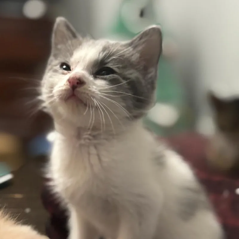 A young small-sized male Gray / Blue / Silver Domestic Short Hair cat named Neil Diamond for adoption in Ferndale, MI