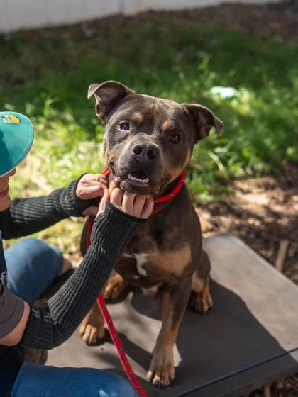 An adult large-sized male Mixed Breed dog named Pegasus for adoption in Chamblee, GA