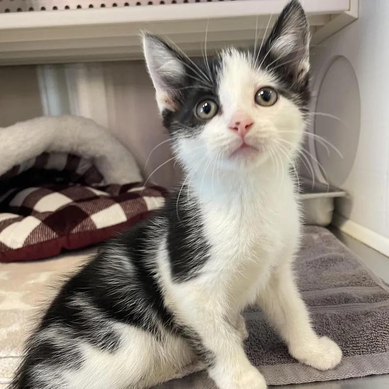 A baby small-sized male Black Domestic Short Hair cat named Dr. Suess for adoption in Madisonville, TN