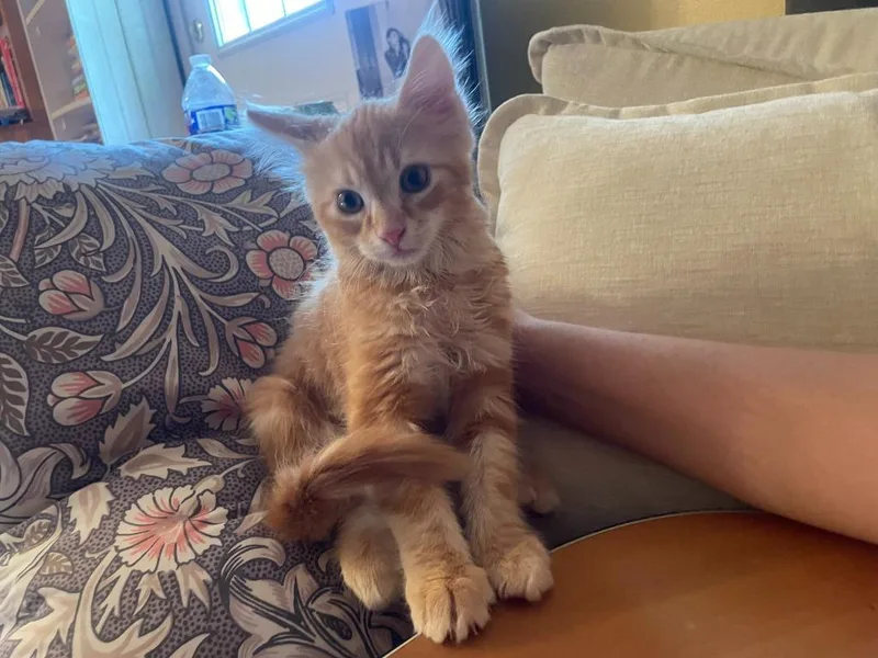 A young small-sized male Orange / Red Domestic Medium Hair cat named Sam for adoption in Tyler, TX