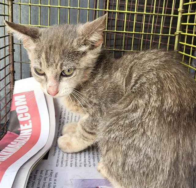 A baby small-sized female Domestic Short Hair cat named Autumn for adoption in San Antonio, TX