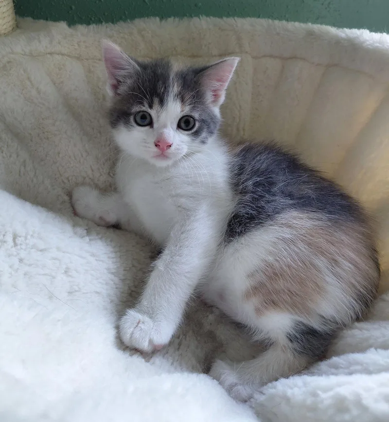 A baby medium-sized female Domestic Short Hair cat named Portobello for adoption in Montello, WI